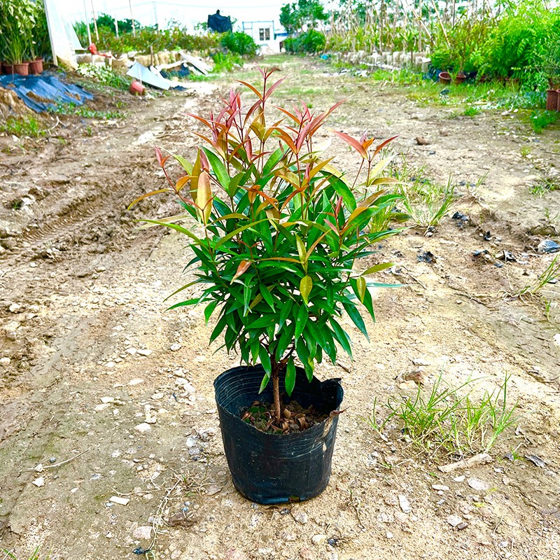 红车树苗庭院园林绿化工程四季常青红鳞蒲桃植物篱笆围墙乔木绿篱