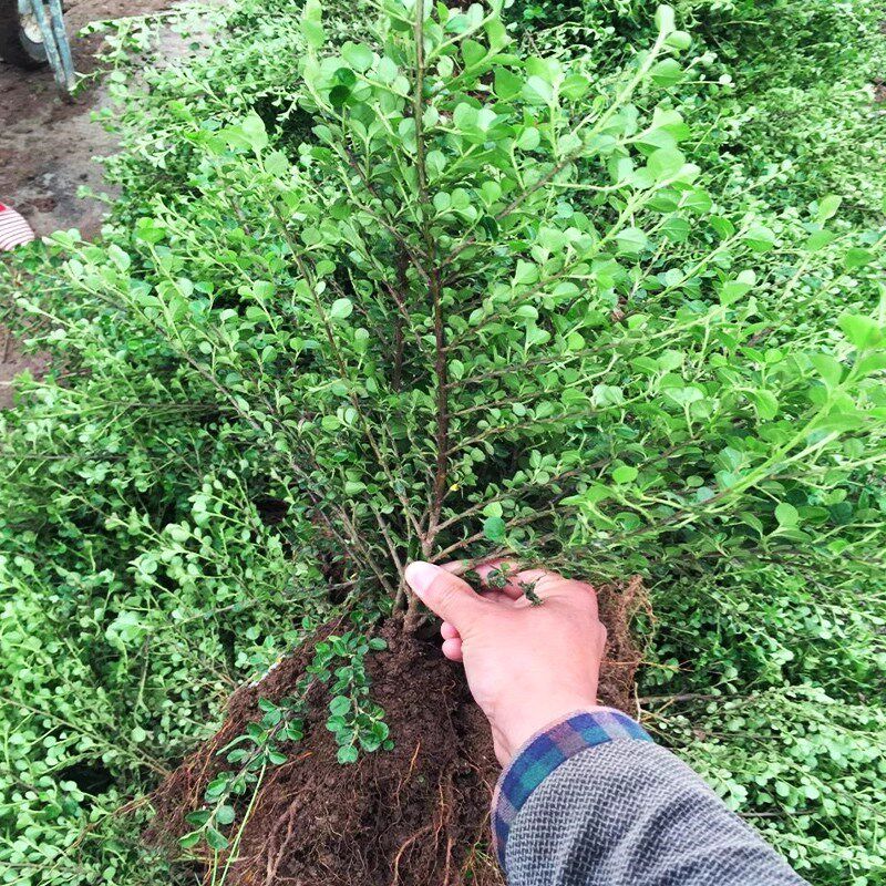 平枝荀子铺地蜈蚣小叶栒子红花旬子苗盆景匍匐灌木绿化工程苗木