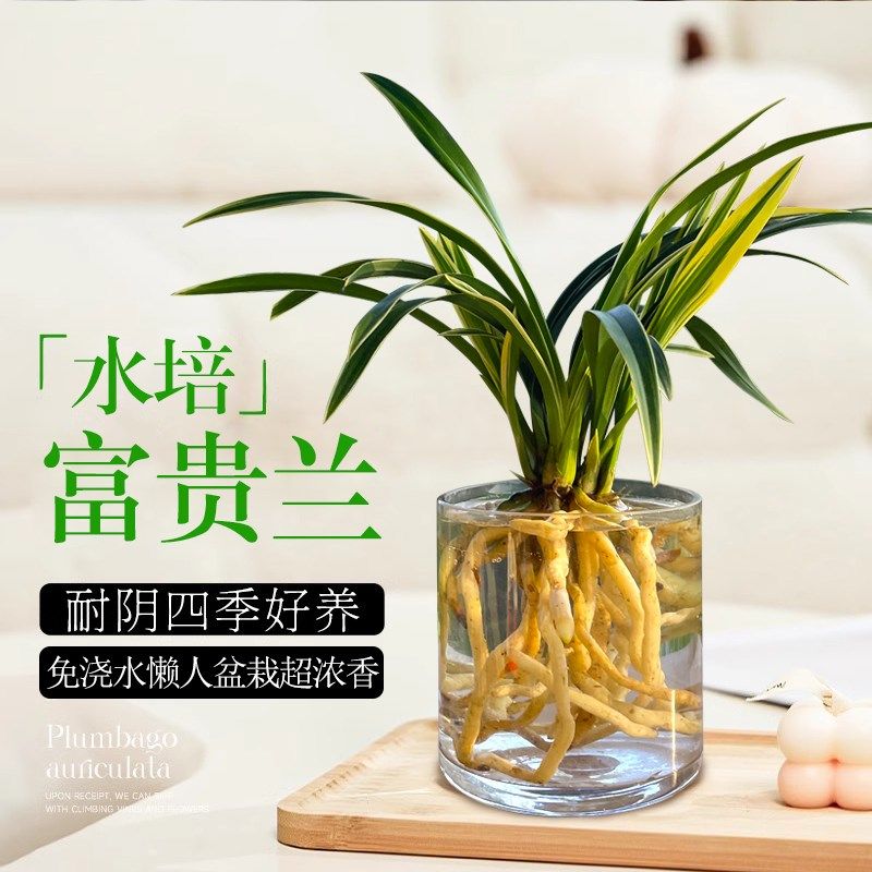水培兰花苗富贵兰 桌面四季兰花盆栽带花苞室内花卉植物净化空气,鲜花速递/花卉仿真/绿植园艺,国兰/杂交兰/洋兰类,淘宝优惠券,粉丝福利购,淘宝优惠卷