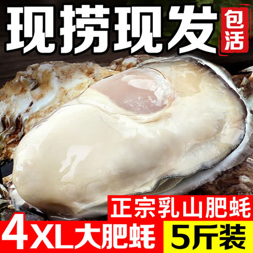 正宗乳山生蚝鲜活牡蛎带壳海蛎子贝类水产送撬具坏单包赔整箱批发