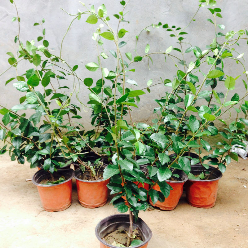 络石 爬藤植物 风车  银丝茉莉花苗 芳香 四季常青不落叶
