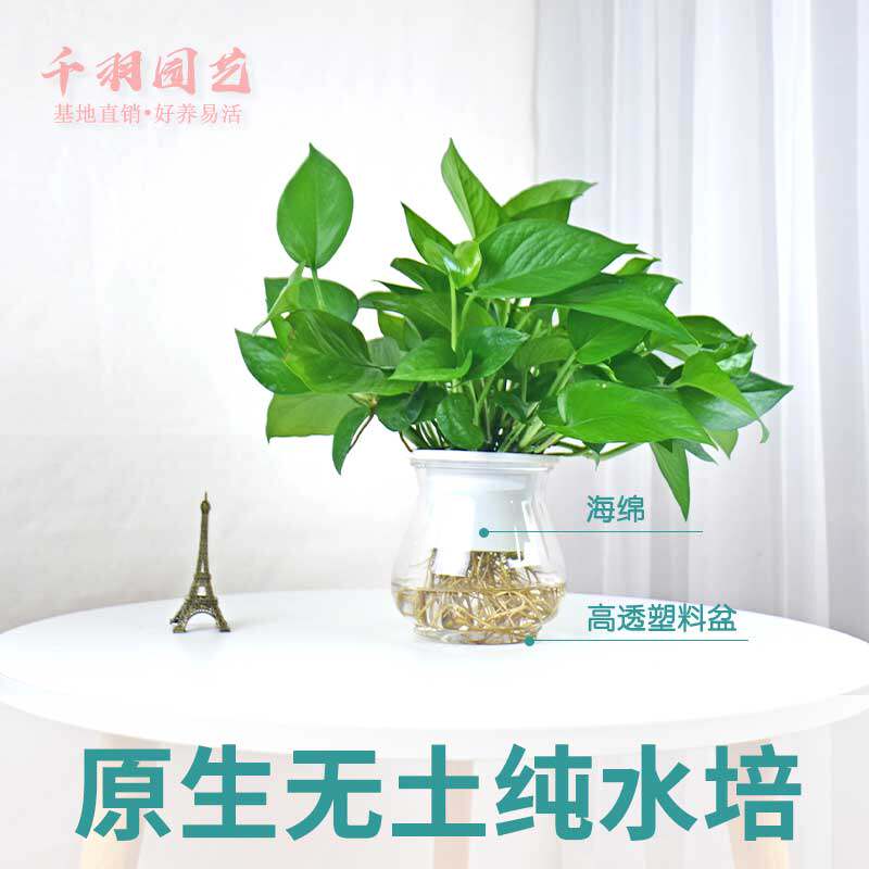 水培绿萝苗植物水养花卉四季水生花草净化空气单株绿萝苗发财树