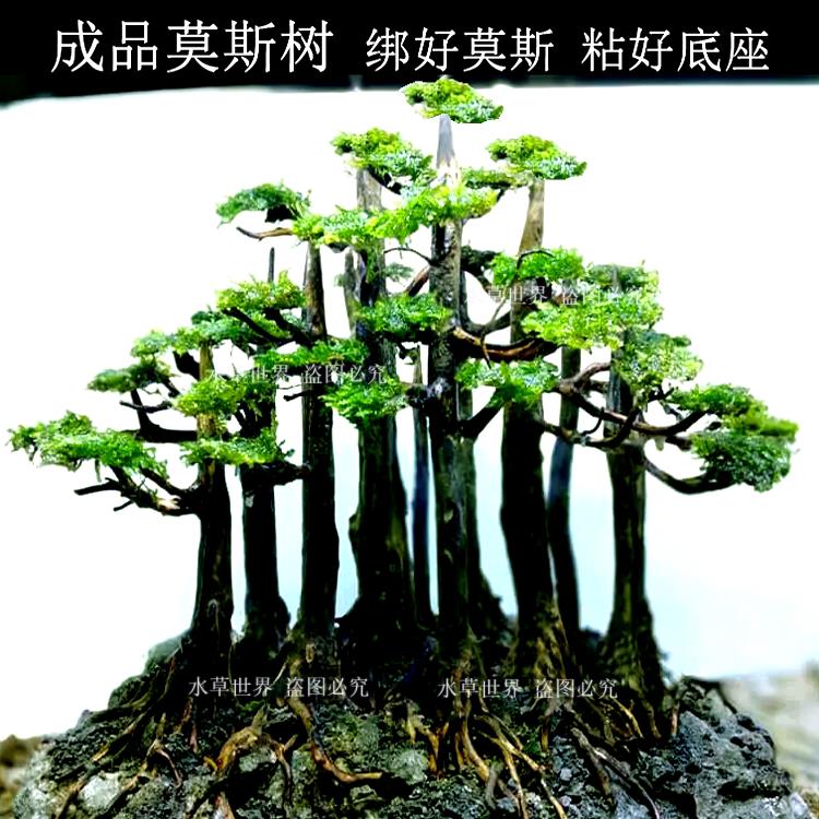 丛林莫斯树 沉木水草树 鱼缸造景树 活体水草 发货绑好莫斯