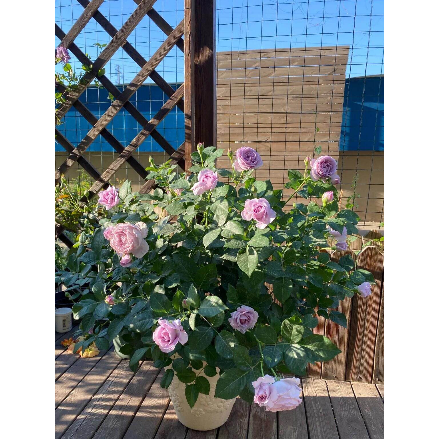 新品蓝色风暴月季花 盆栽灌木大花浓香型阳台花园 四季花卉玫瑰花