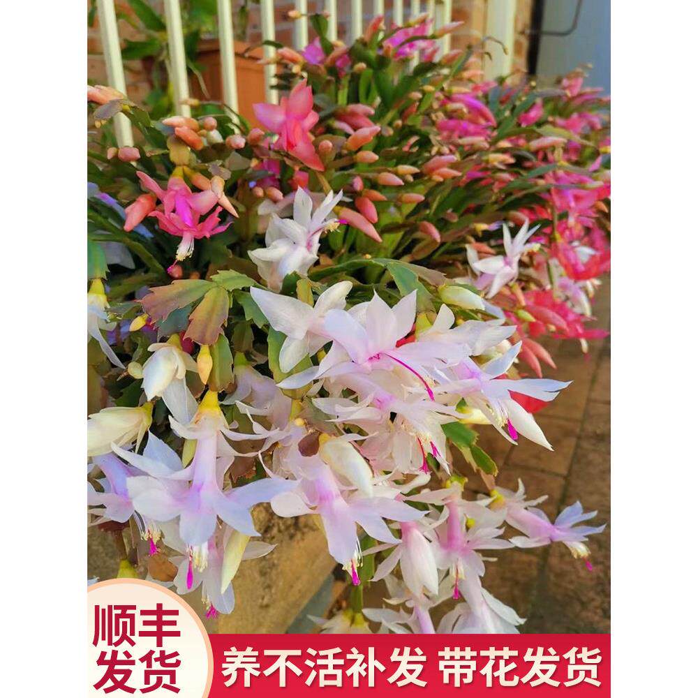 蟹爪兰盆栽带花苞大苗四季花卉盆栽室内阳台观花植物办公好养易活