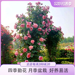 惠惠的花园爬藤月季花苗四季开花舍农索城堡的女人们勤花好养玫瑰