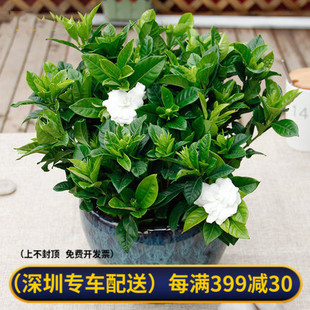 栀子花盆栽带花苞四季花卉植物阳台窗户喜阳观花带香味花苞栀子花