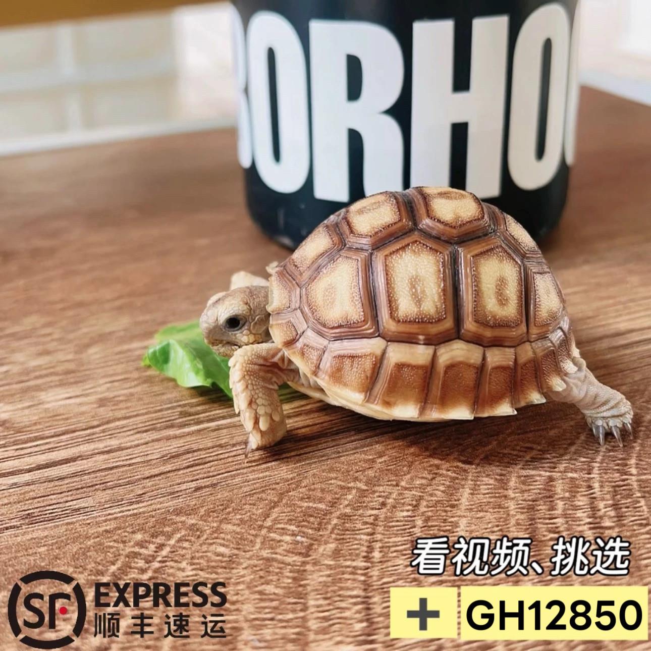 苏咔哒 赫曼 豹纹 红腿 苏卡 龟粮达颗粒型
