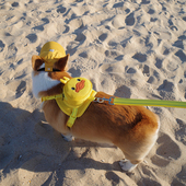 宠物防爆冲胸背带柯基狗狗自背包卡通可爱背心式 遛狗牵引绳不勒脖