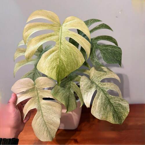 白怪兽龟背竹Monstera White Monster室内阳台锦化植物花叶盆栽稀