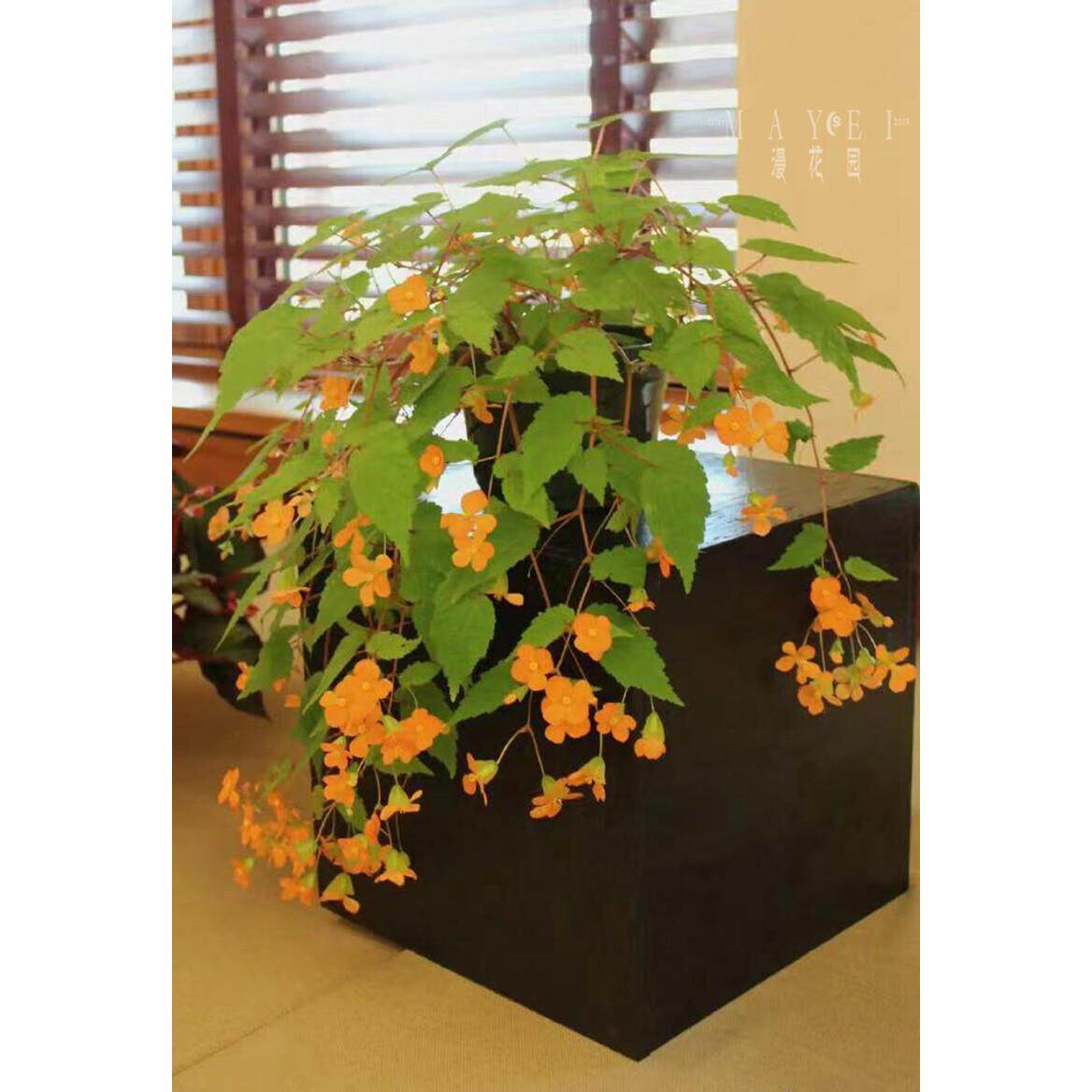 萨氏秋海棠 木瓜ins风网红进口绿植苗室内阳台垂吊多花球根植物