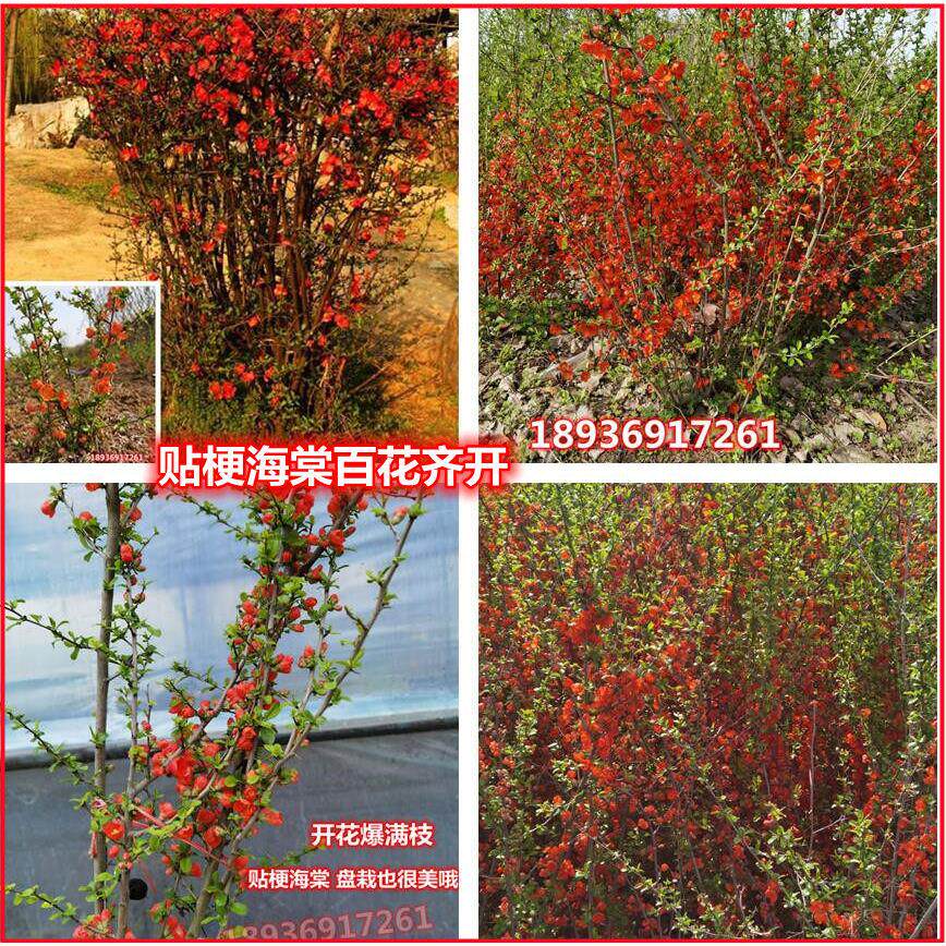 庭院花卉 铁杆海棠 海棠 贴梗海棠树苗 盆栽长寿冠 量大从优