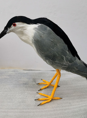 仿真手工羽毛鸟夜鹭黑冠婚纱摄影中式创意落地摆件庭院装饰展厅场