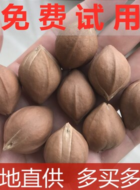 橄榄核原籽饱满短圆核近正圆光珠佛串念珠双面罗汉梅林铁核红油核