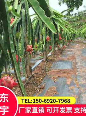 100克/全新料黑色防草布pp园艺地布果园盖草布苗圃花卉除草布