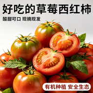 京东直发内蒙古草莓番茄多汁甜酸