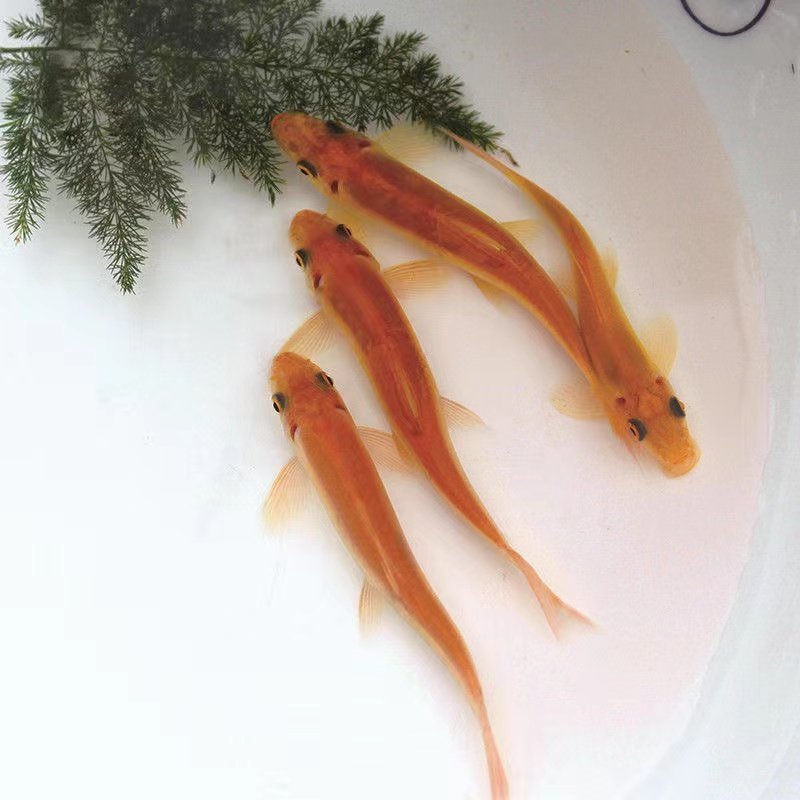 金苔鼠清道夫鼠鱼吃垃圾鱼屎清洁鱼缸除藻清苔彩虹鲨热带鱼观赏鱼,宠物/宠物食品及用品,鱼,淘宝优惠券,粉丝福利购,淘宝优惠卷