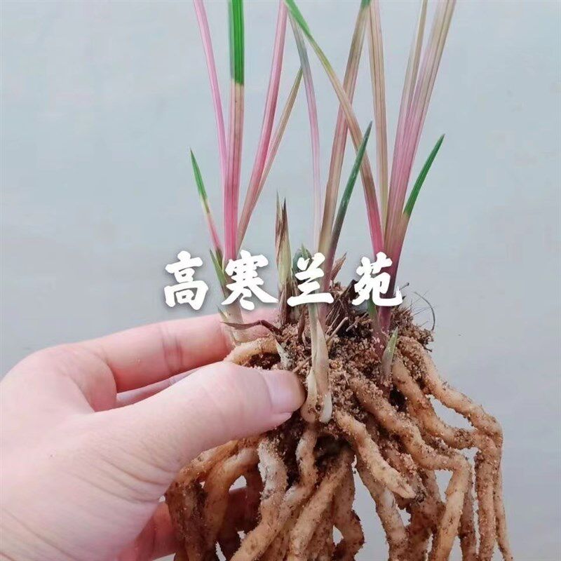 精品兰花苗七彩红砖漂亮美观,鲜花速递/花卉仿真/绿植园艺,国兰/杂交兰/洋兰类,淘宝优惠券,粉丝福利购,淘宝优惠卷