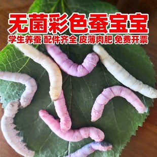 无菌彩色蚕宝宝学生养蚕套装籽桑叶金丝小宠物蚕蛹盒子叶子食物粮
