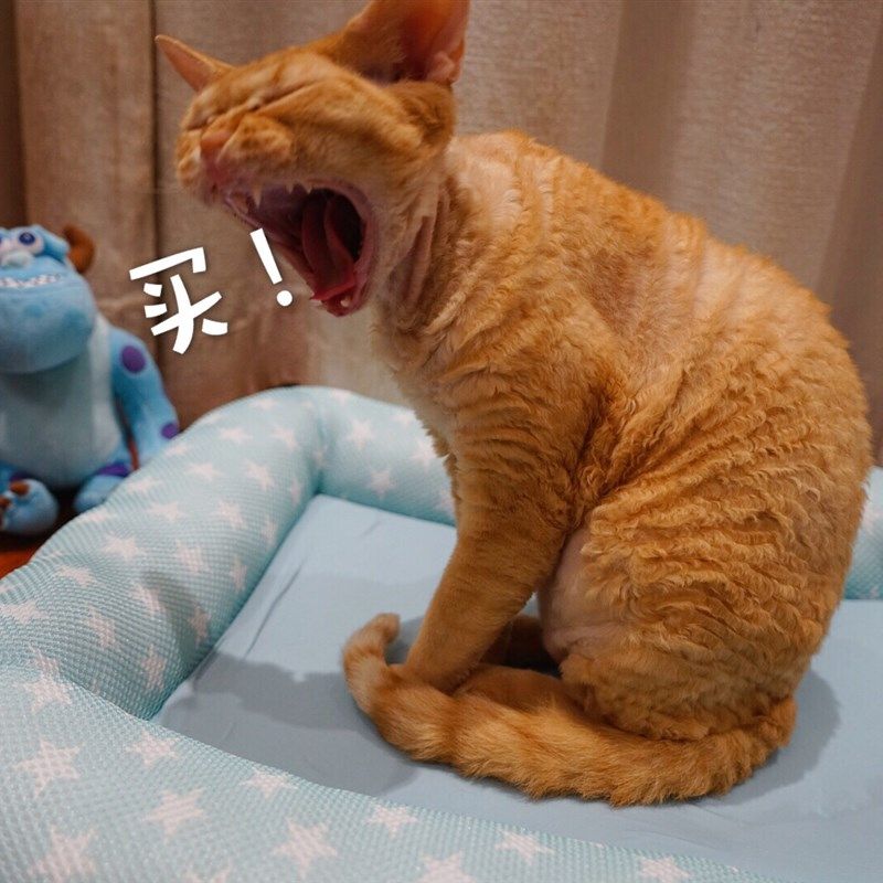 宠物垫狗狗垫子四季通用小型中型大型犬狗猫咪窝垫笼子垫地垫防潮,宠物/宠物食品及用品,狗窝/屋/帐篷/沙发,淘宝优惠券,粉丝福利购,淘宝优惠卷