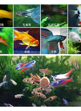SISO喜莎小型热带鱼饲料观赏鱼孔雀鱼饲料金鱼鱼粮灯鱼斗鱼灯科鱼