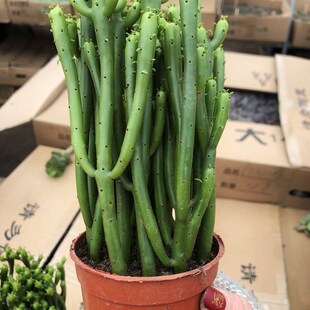 多肉植物光棍树盆栽绿珊瑚树彭瑚树多肉植物易养绿植耐旱容意养