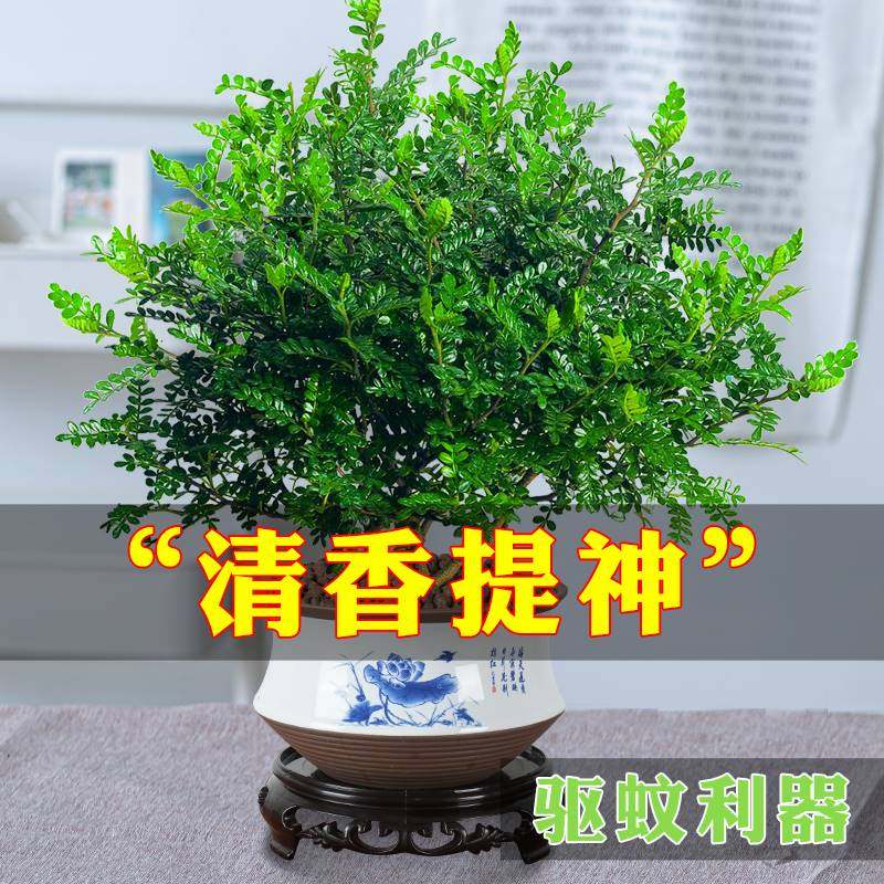 正宗清香胡椒木盆栽防驱蚊草植物好养室内花卉绿植九里香树苗盆景