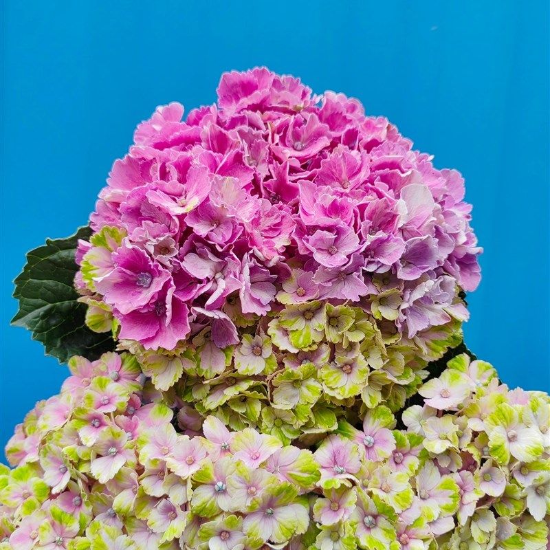 魔幻系列绣球珊瑚革命紫水晶夏洛特绿火城堡阳台庭院花园盆栽花苗,鲜花速递/花卉仿真/绿植园艺,绣球/木绣球/木本植物,淘宝优惠券,粉丝福利购,淘宝优惠卷