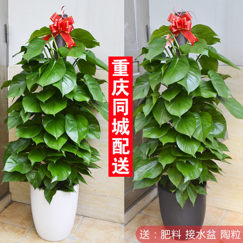 绿萝盆栽/绿化植物/重庆盆栽/室内植物/净化空气/大绿萝/限卖重庆
