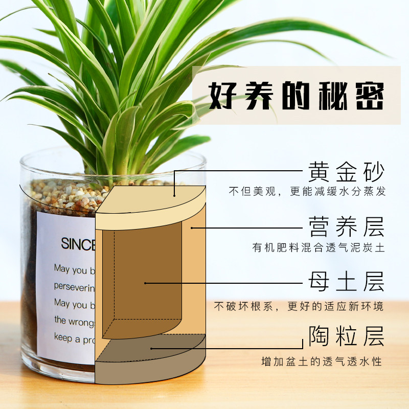发财树长寿栀子花桌面绿植小花卉盆栽植物室内易活好养多肉含羞草