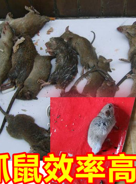 800克老鼠胶水强力粘鼠胶老鼠板老鼠胶粘大老鼠贴粘鼠胶水灭老鼠
