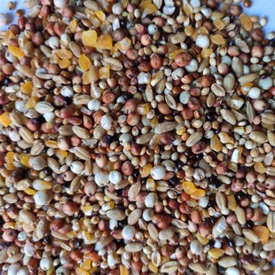 斑鸠粮竹鸡粮山鸡粮鸡饲料斗鸡粮仓鼠粮4合1鸽粮鸟食饲料5斤包邮