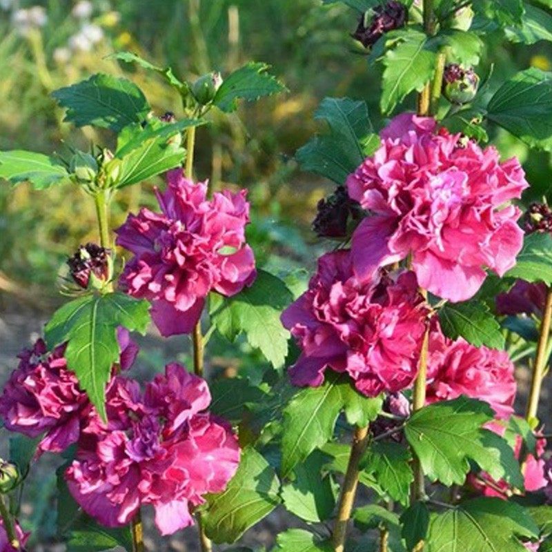 重瓣木槿:紫玉中国雪纺千丝绊紫色绒球等,营养钵苗 一颗就包邮,鲜花速递/花卉仿真/绿植园艺,时令草本花卉,淘宝优惠券,粉丝福利购,淘宝优惠卷