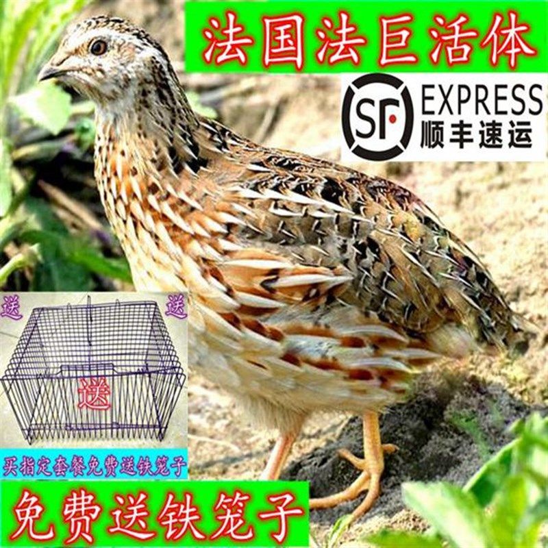 包邮法国巨型活苗下蛋鸟青年鹌鹑鸟种鸡繁殖宠物鸟活鸟阳台养殖鸡