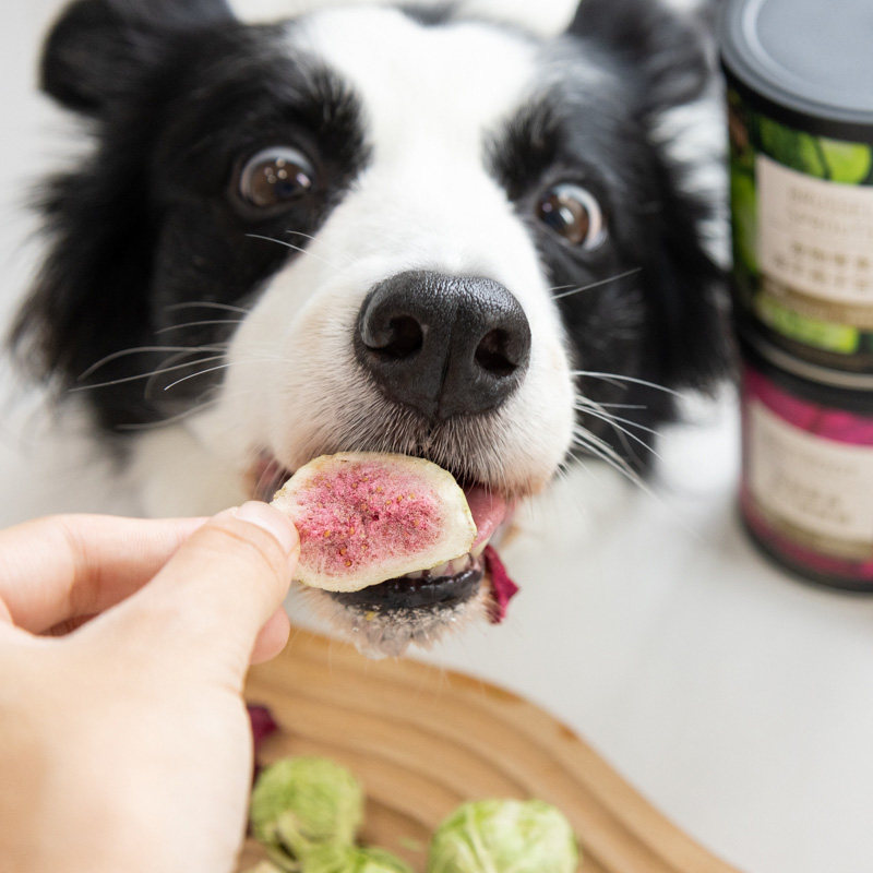 P21公式宠物蔬菜水果冻干狗食伴侣甘蓝桑葚甜菜猫狗零食副食品拌,宠物/宠物食品及用品,狗冻干零食,淘宝优惠券,粉丝福利购,淘宝优惠卷