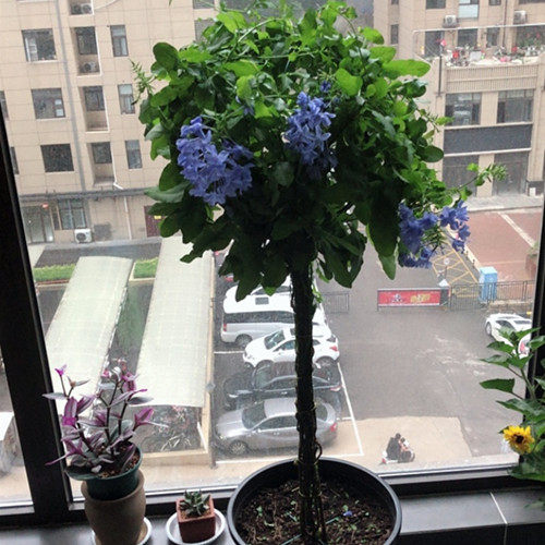 可调节绿植爬藤架风车茉莉铁线莲蓝雪花棒棒糖花架子铁艺球形支架