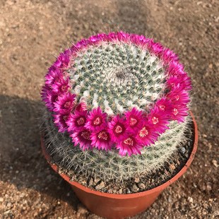 超大玉翁仙人球开花一圈懒人新手易养多肉植物室内桌面盆栽