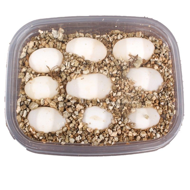 1可孵化乌龟蛋受精蛋学生便宜送孵化器孵化盒草龟小乌龟蛋鳄乌龟,宠物/宠物食品及用品,龟/鳖,淘宝优惠券,粉丝福利购,淘宝优惠卷