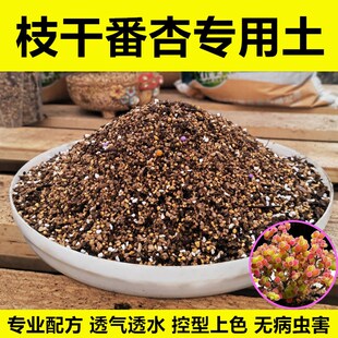 枝干番杏专用土多肉颗粒土营养土泥炭土肥料 透气性好 控型上色快