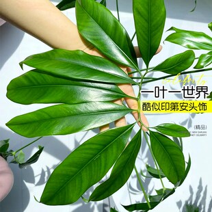 水培植物印第安羽毛蔓绿绒室内客厅办公室桌面大叶伞绿植盆栽摆件