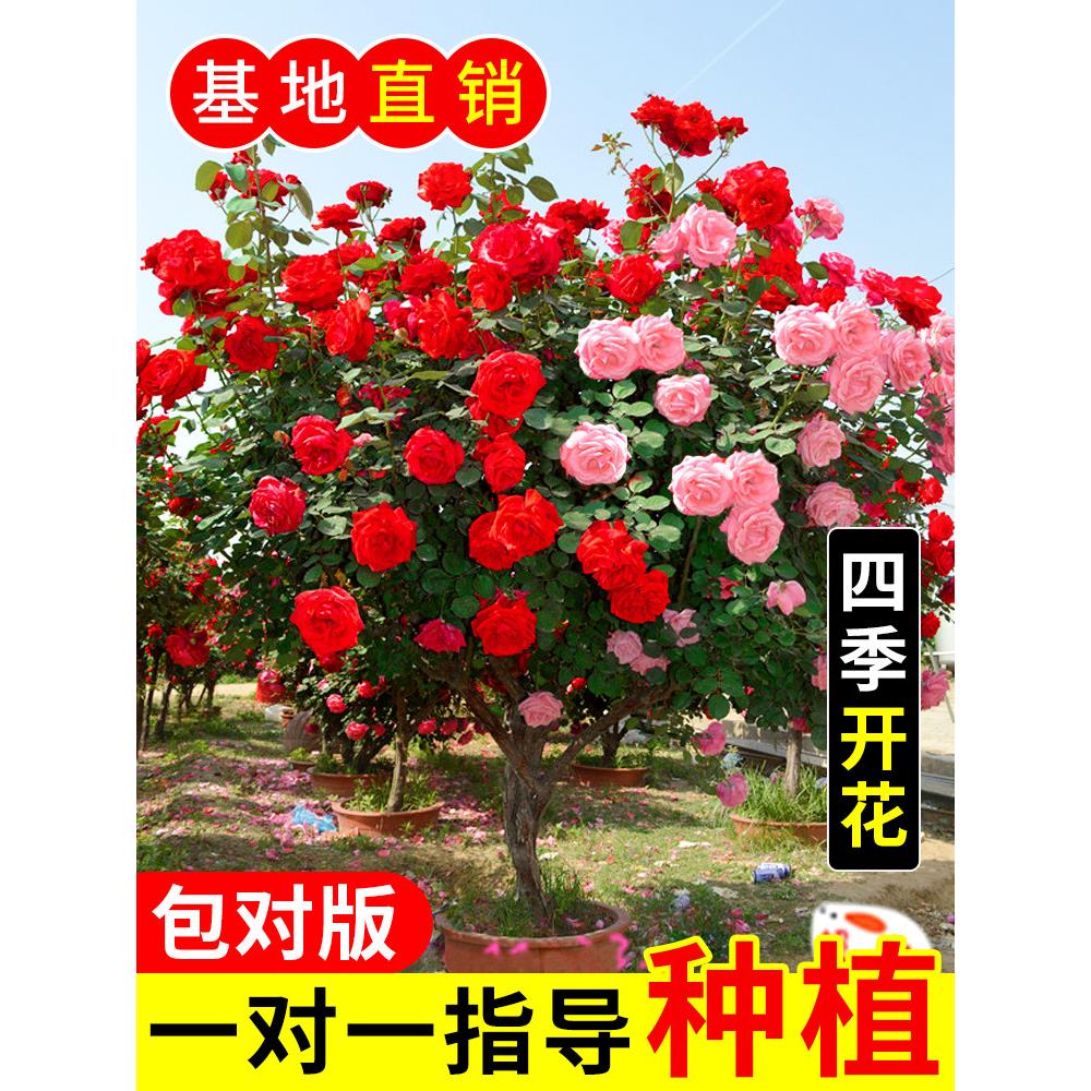 树桩月季花棒棒糖月季苗特大花朵花卉植物庭院四季开玫瑰带花树状