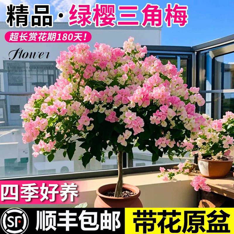 三角梅带花盆栽绿樱爬藤重瓣老桩四季花卉大苗红樱安格斯庭院植物