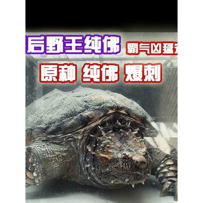 正宗暴刺佛鳄龟苗 粗刺高背凶猛霸气 原种野后暴刺纯佛宠物观赏龟
