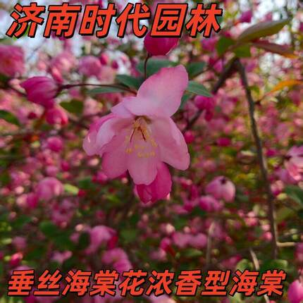 垂丝海棠西府北美树苗庭院大中型地栽植物树户外工程绿化苗木包邮