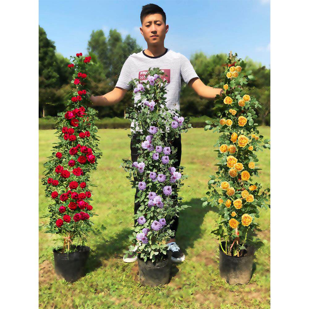 藤本树月季蔷薇花苗爬藤四季开花植物庭院阳台特大花浓香玫瑰盆栽