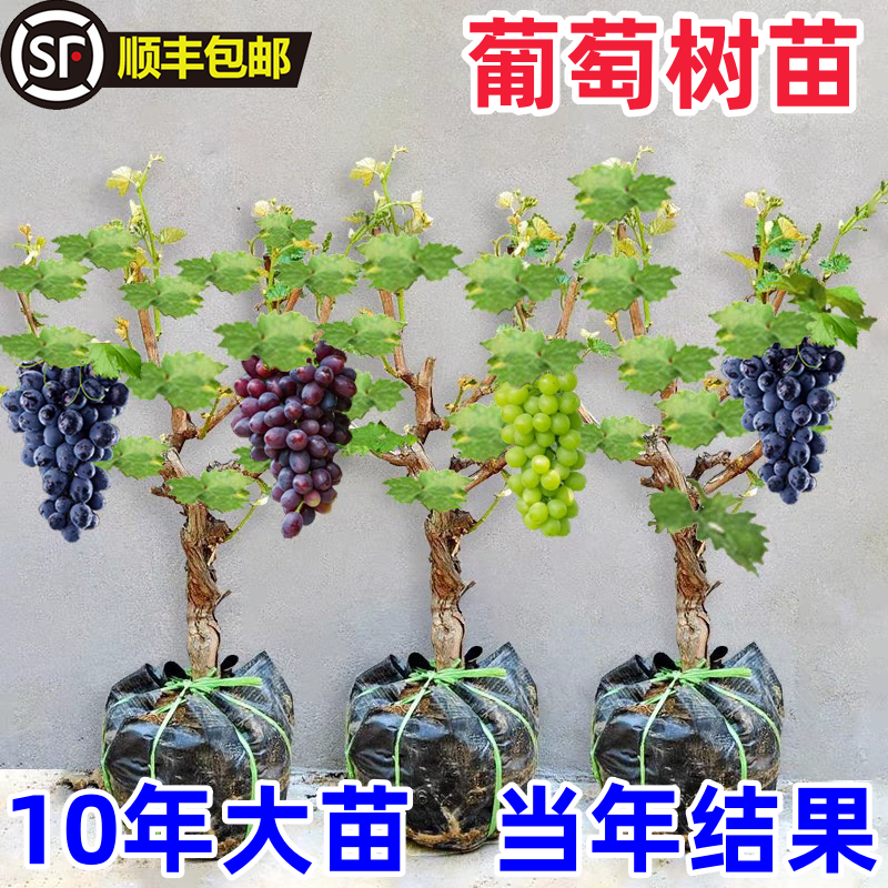 葡萄树苗巨峰葡萄苗阳光玫瑰无籽四季南北方种植盆栽耐寒庭院爬藤