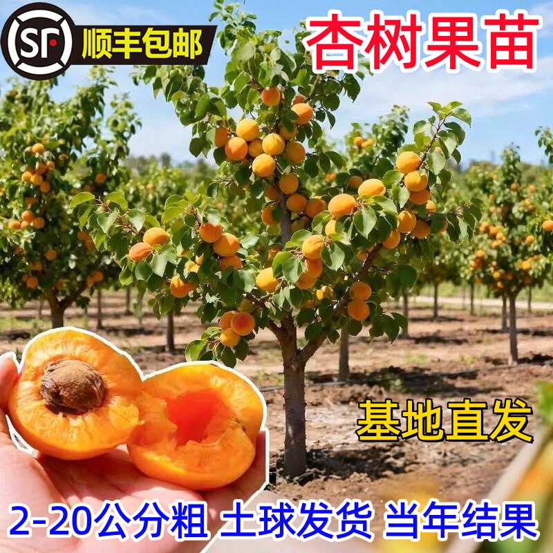 特大杏树果苗嫁接杏树苗带土耐寒盆栽地栽南北方种植早熟帝王杏树