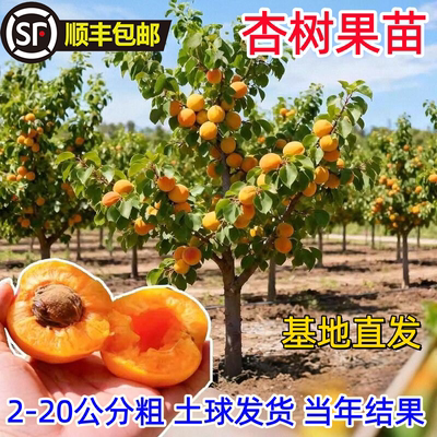 特大杏树果苗嫁接带土耐寒