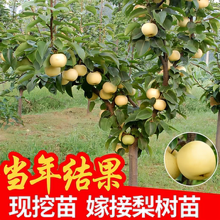 大梨树果苗带土秋月梨翠冠梨子苗盆地栽当年结果南方北方种植果树