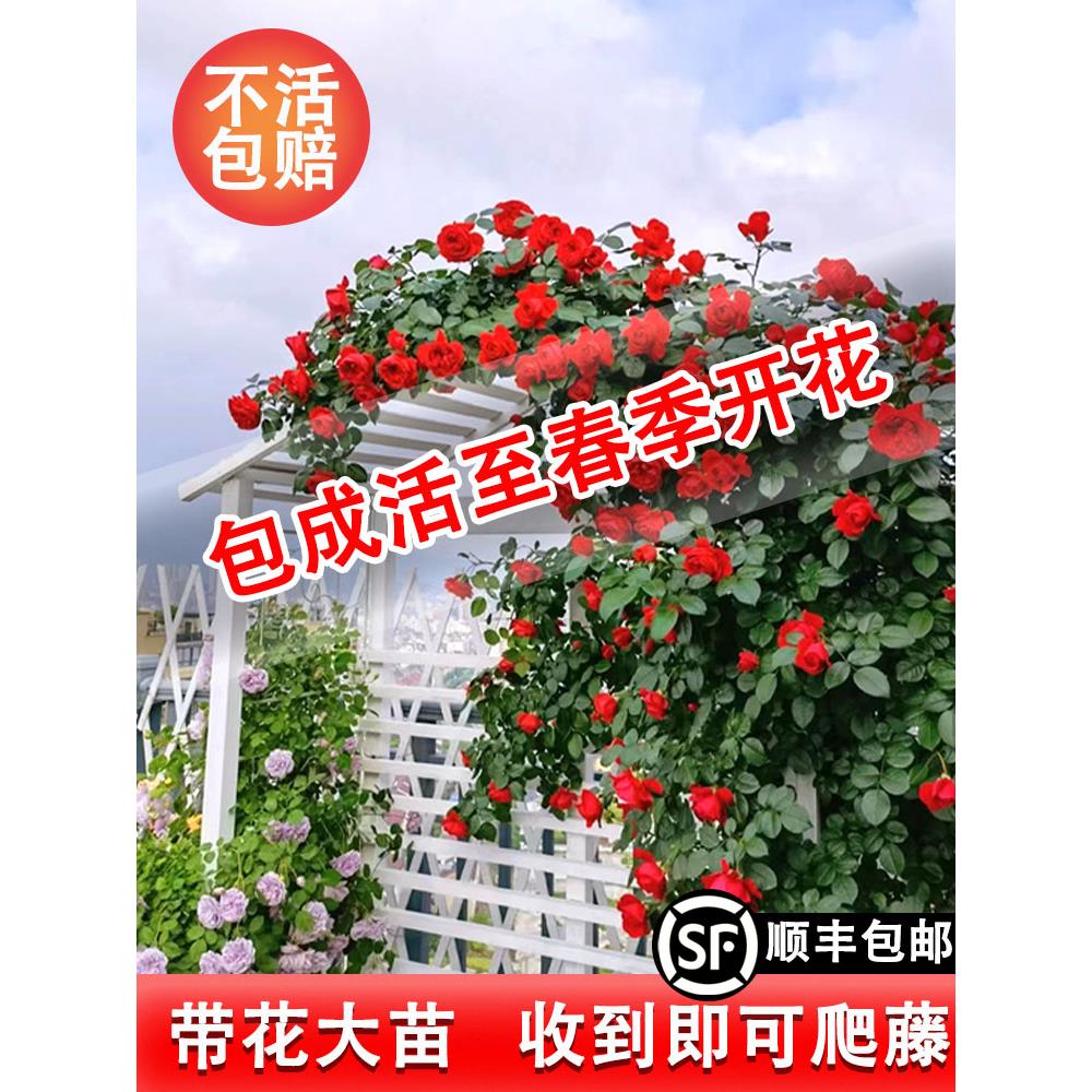 蔷薇花苗多季开花藤本月季特大花爬藤植物卉盆栽玫瑰
